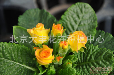 北京大豐花卉種植中心 時令草花與迷你盆栽的專業直銷服務